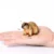 Chipmunk A
