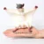 Flying Squirrel