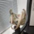 Beige-200003699
